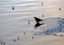 Koskikara_white-throated dipper 1b * ASCII * 800 x 561 * (483KB)